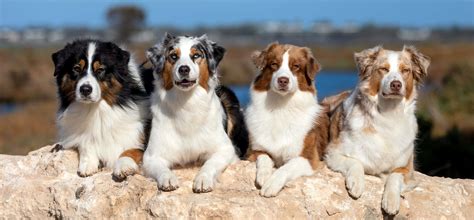 Australian Shepherd Breed Profile Australian Dog Lover