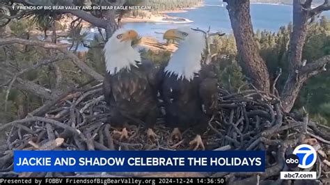 Famous Big Bear eagles Jackie and Shadow caught on camera preparing for