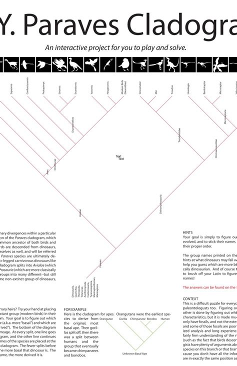Ape Cladogram