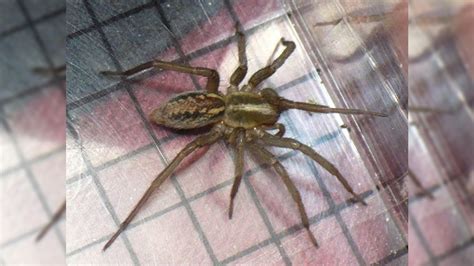 Female Spiders Play Dead During Sex So Males Dont Have To Worry About Being Eaten Live Science