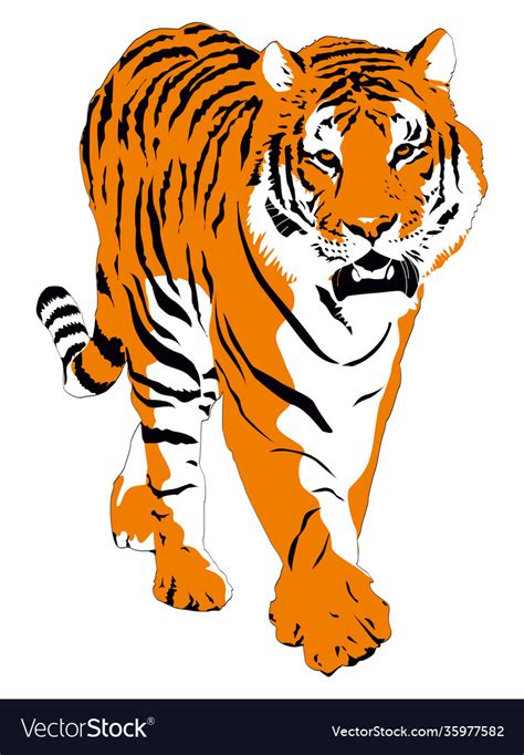 Bengal tiger isolated on white Royalty Free Vector Image