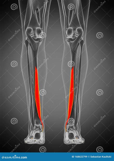 Flexor Digitorum Longus Stock Illustration Illustration Of Rendered