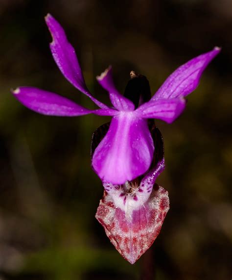 Calypso bulbosa Calflora