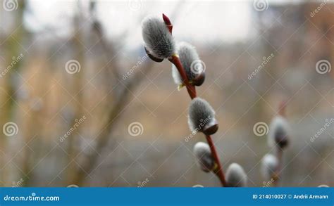 Spring Flowering Tree A Pussy Willow Branch Sways In The Wind A Close Up Of A Pussy Willow