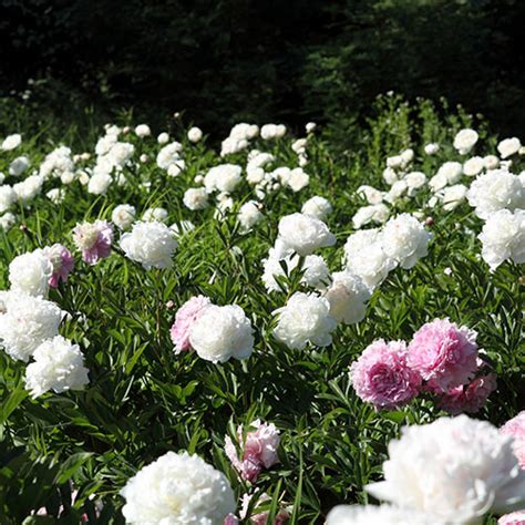 Double Peony White | K. van Bourgondien