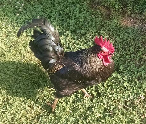 Soap Farm News The Tale Of A Gay Rooster