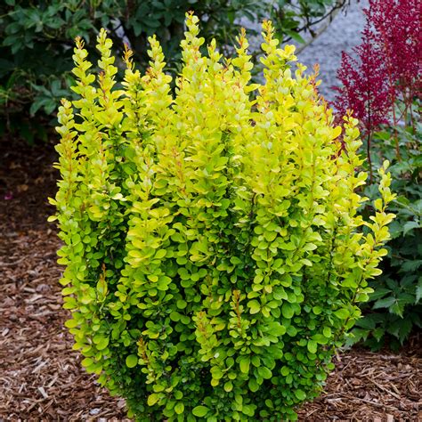 Shop Berberis (Barberry) thunbergii Golden Rocket | Dutch Bulbs