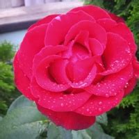 Эфирные масла Дотерра 2024 | ВКонтакте