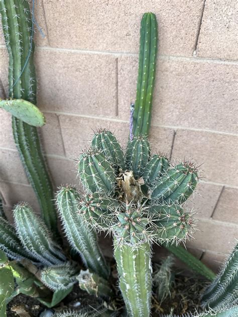 Apical Meristem Damage To Blame Rcactus