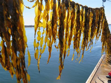 Kelp Farming Promises Economic And Ecological Benefits Island Institute