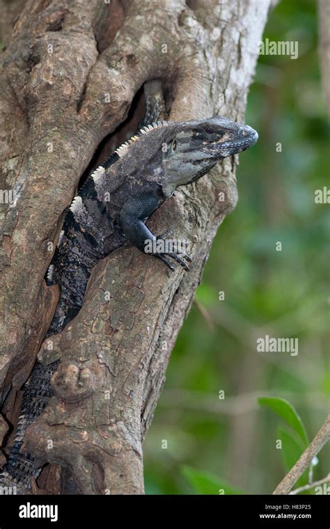 Black Spiny Tailed Iguana Ctenosaura Similis In Tree Yucatan