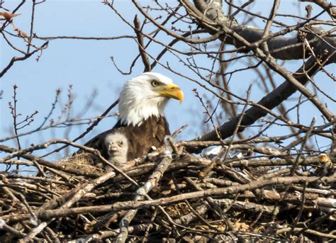 Bald eagle nest alters construction plans in Manassas - WTOP News