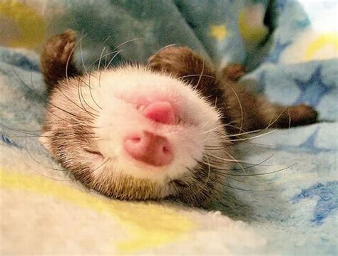 Cute Baby Ferrets Playing