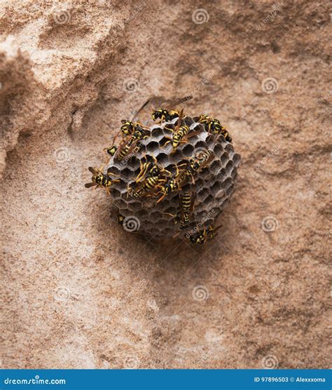 how to remove wasp hive 3
