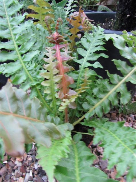 Blechnum brasiliense ‘Volcano’