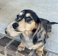 Past Puppies Hot Diggity Doxies