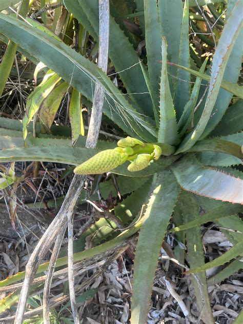 Is This An Aloe Vera Pup Rgardening