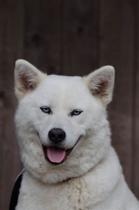 Free Images : portrait, blue eye, face, eyes, hybrid, vertebrate, dog