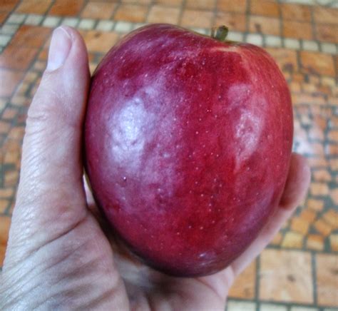 Сорт Яблони Моди Фото И Описание – Telegraph