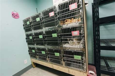 How to book at the spay neuter clinic penn hills penn hills pa 15