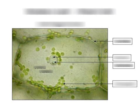 Elodea Leaf Diagram Lab Practical 1 Diagram Quizlet