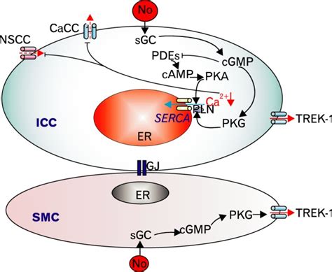 Possible Post Junctional Mechanisms Responsible For Nitrergic