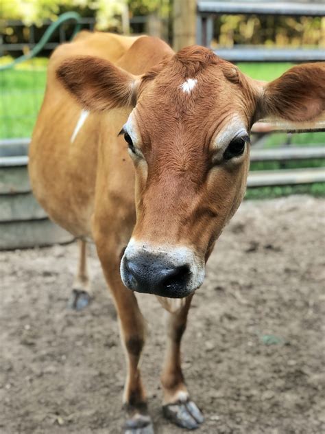 Calf Sharing | Only Milk Once A Day {Or Only When You Need Milk} - This