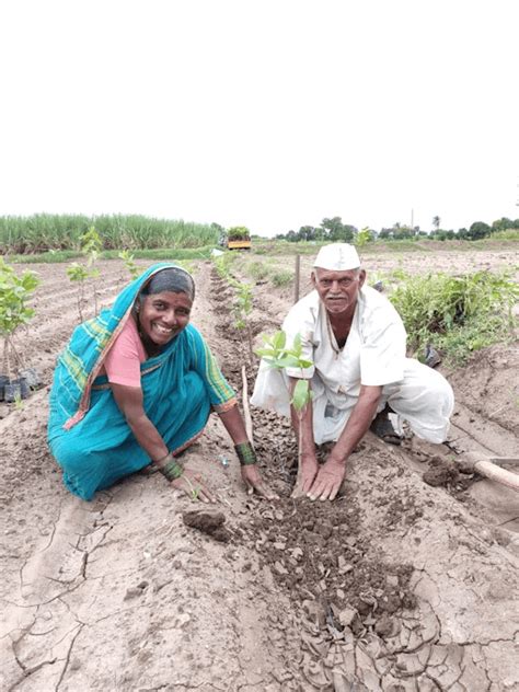 Rural Livelihood Support By Tree Plantation Sankalptaru Blog