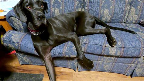 great dane vs wolf 2