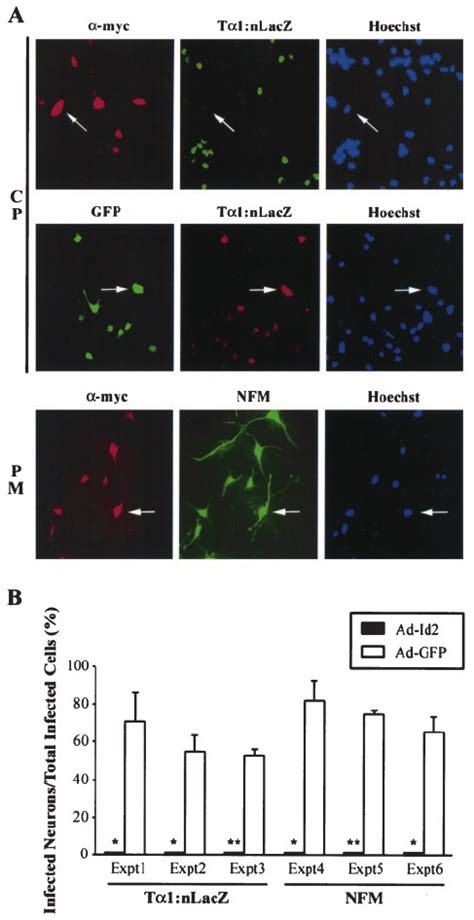 Id2 Inhibits Expression Of Neuron Specific Genes In Cortical Pro