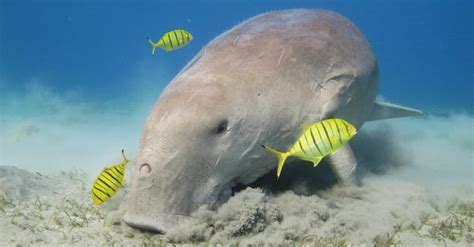 Dugong vs Manatee: 9 Key Differences Explained - IMP WORLD