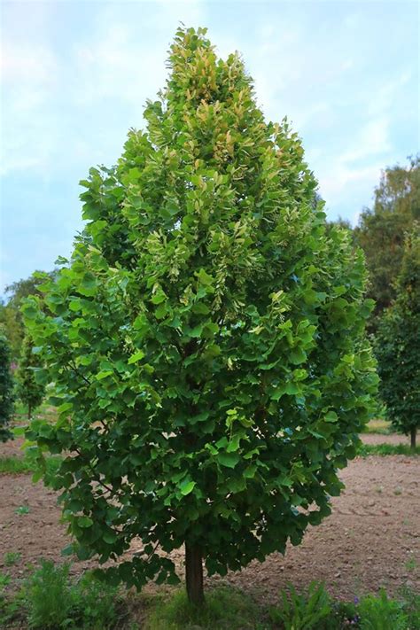 Семена липы американской.