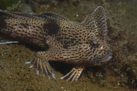 10 Of The Most Unusual Fish Discovered In The Ocean Blue Reef Aquarium