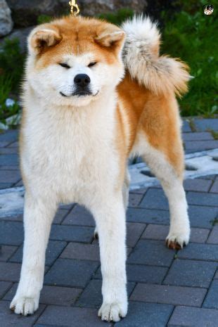 Akita Pedigree