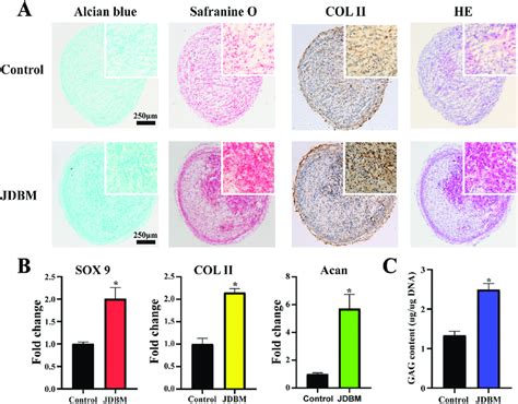 Chondrogenic Differentiation Of Hbmscs Cultured In α Mem Or Jdbm Download Scientific Diagram