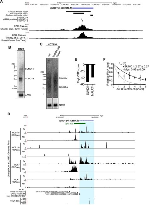 Figures And Data In The S Phase Induced Lncrna Suno Promotes Cell