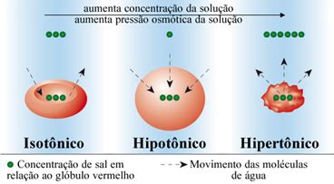 Pressao Osmotica Do Sangue - Pressão osmótica - Brasil Escola