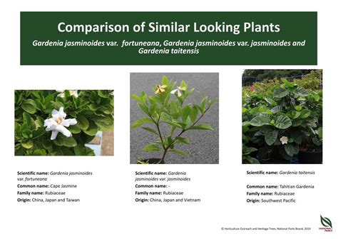 (PDF) Gardenia Jasminoides Varieties and Gardenia Taitensis - DOKUMEN.TIPS