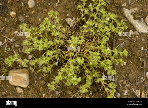 Scleranthus Annuus Fotograf As E Im Genes De Alta Resoluci N Alamy