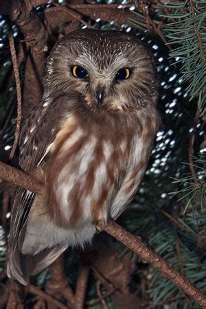 Northern Saw Whet Owl Habitat