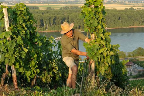 Urlaub auf einem Winzerhof und Weingut in Deutschland - beim Winzer ...