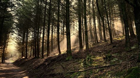 Green Roots Forest Landscape Mist Hills Moss Spring Trees