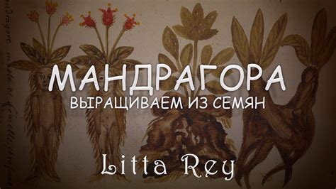 Посадка семян Мандрагоры [Литта Рей] - YouTube