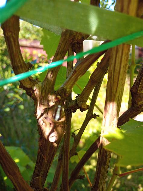 Grape Tree — Bbc Gardeners World Magazine