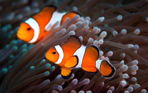 Clownfish Pictures Wallpaper 1920x1200 12279
