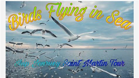 Birds Flying In River Teknaf To Saint Martin Ship Journey Sea Sound And