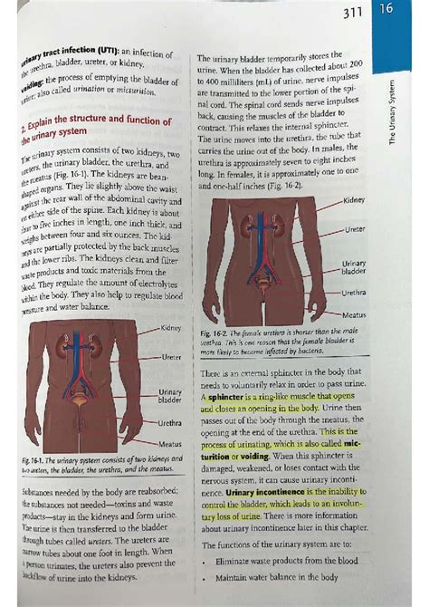 Chapter 16: The Urinary System - Lecture Notes (311) - Studocu