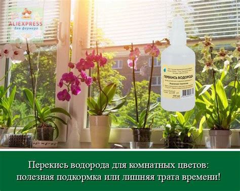 Перекись водорода для полива комнатных растений — правда или миф