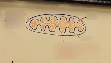 Mitochondria Diagram Diagram Quizlet