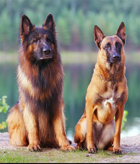 belgian malinois  german shepherd  dog